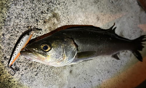 シーバスの釣果