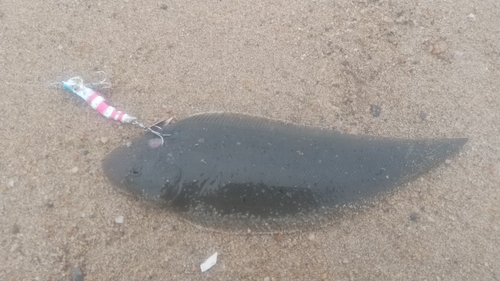 シタビラメの釣果