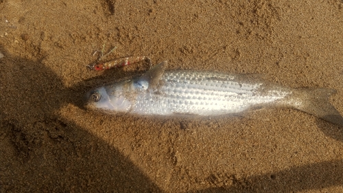 ボラの釣果