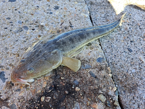 コチの釣果