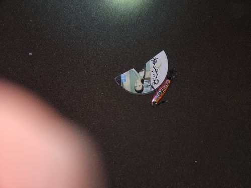 クサフグの釣果