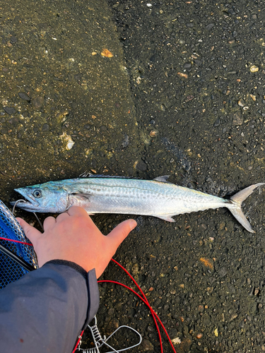 サゴシの釣果