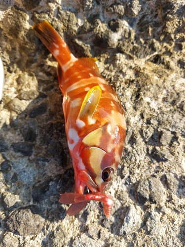 アカハタの釣果