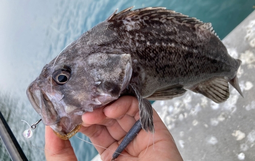 クロソイの釣果