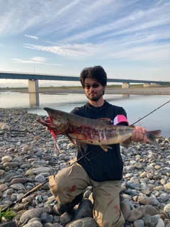 シロザケの釣果