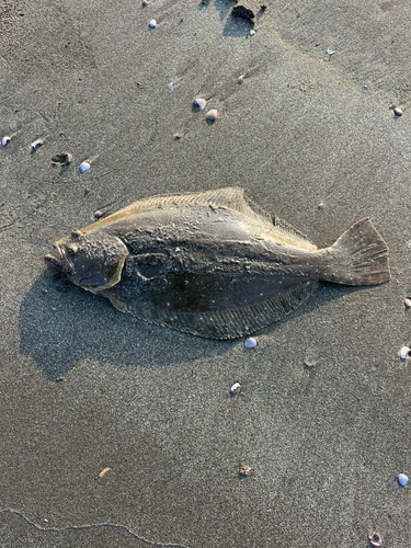 ヒラメの釣果