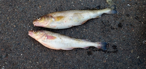 コマイの釣果