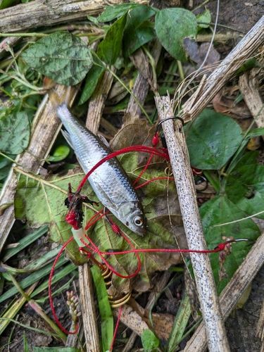 オイカワの釣果