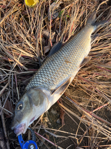 ニゴイの釣果