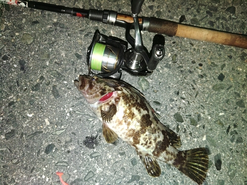 タケノコメバルの釣果