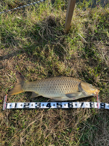 コイの釣果