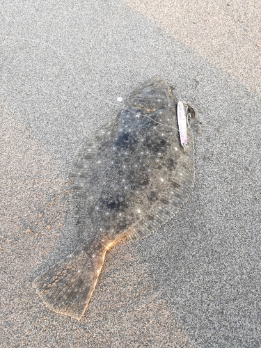 ソゲの釣果