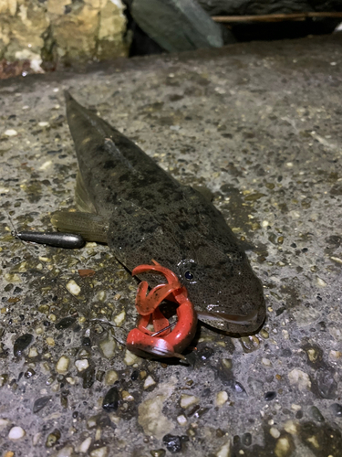 マゴチの釣果