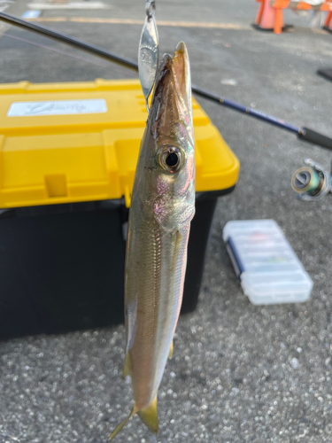 カマスの釣果