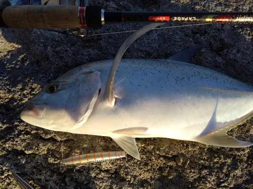 オニヒラアジの釣果