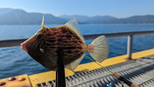 カワハギの釣果