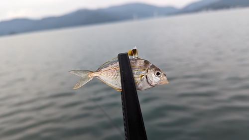 ヒイラギの釣果