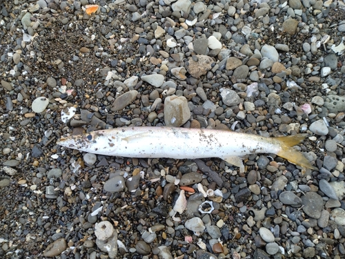 カマスの釣果