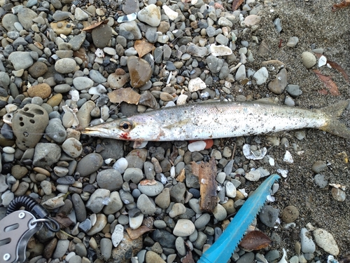 カマスの釣果