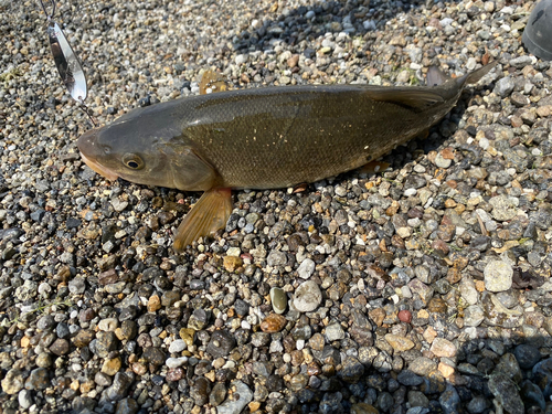 ニゴイの釣果