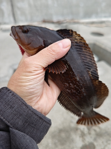 アイナメの釣果