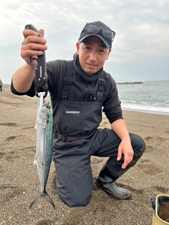 サゴシの釣果