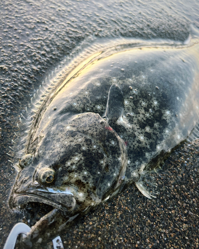 ヒラメの釣果