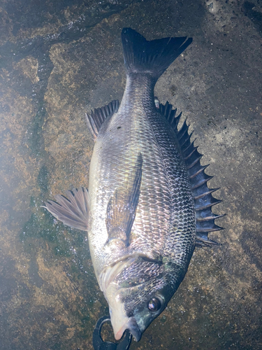 チヌの釣果