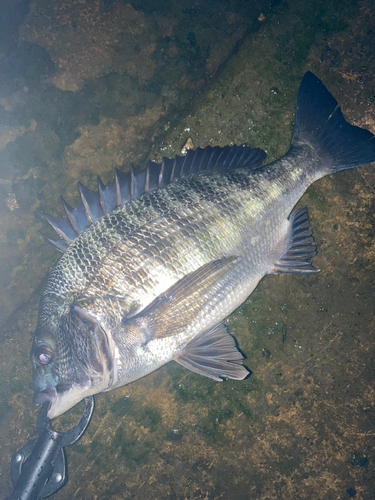 チヌの釣果