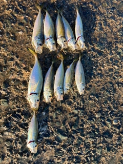 アジの釣果