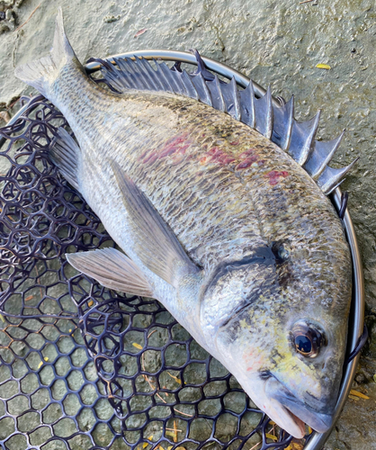 ミナミクロダイの釣果