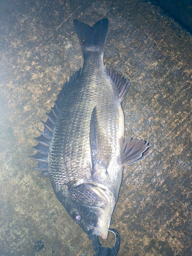 チヌの釣果