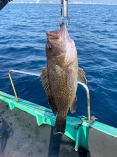 オオモンハタの釣果