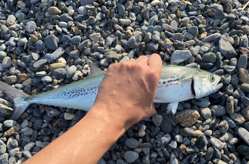 サゴシの釣果