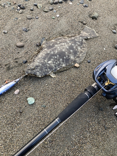 ソゲの釣果