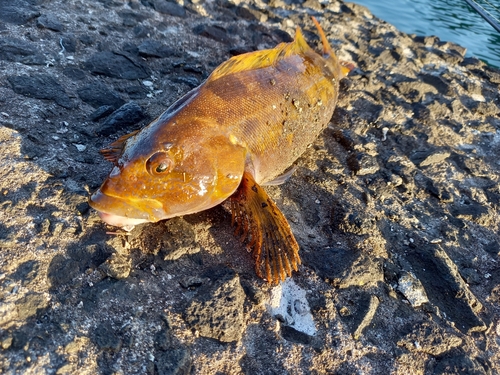 アイナメの釣果