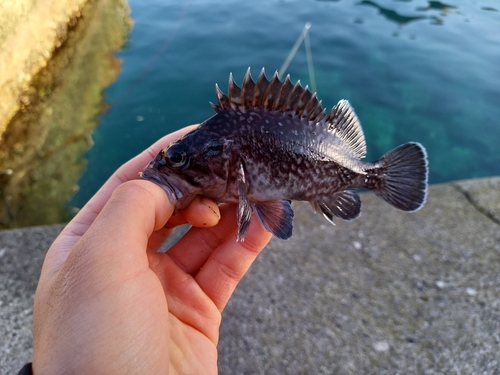 マゾイの釣果