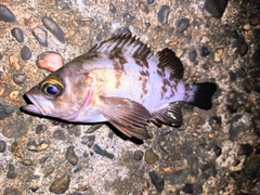 メバルの釣果