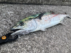 サワラの釣果