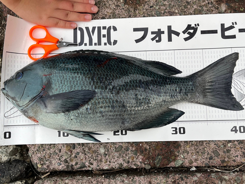 メジナの釣果