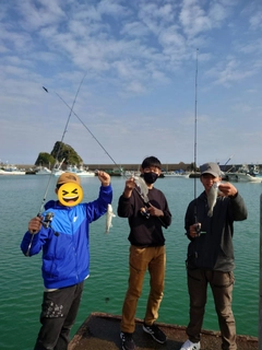 イシモチの釣果