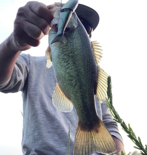 ブラックバスの釣果