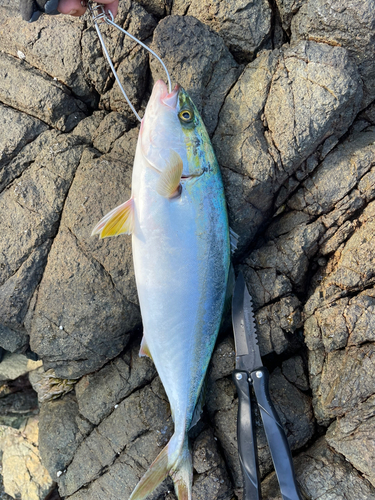 ハマチの釣果