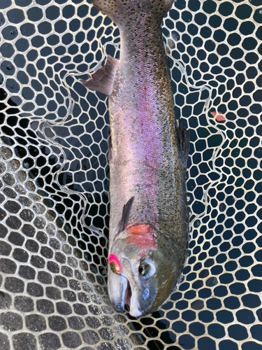 ニジマスの釣果