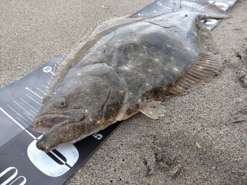 ヒラメの釣果