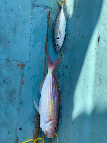 イトヨリダイの釣果