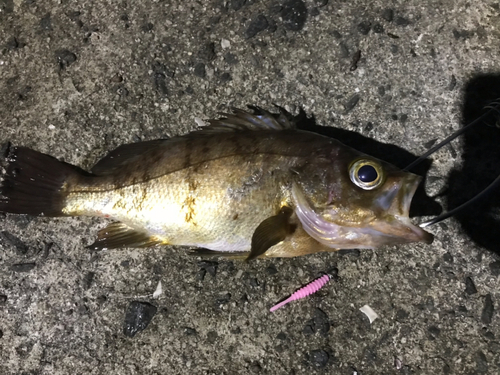 ケンサキイカの釣果