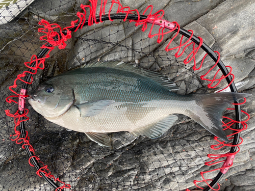 オナガグレの釣果