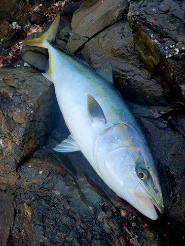 ヤズの釣果