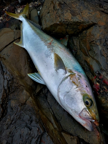 ヒラマサの釣果